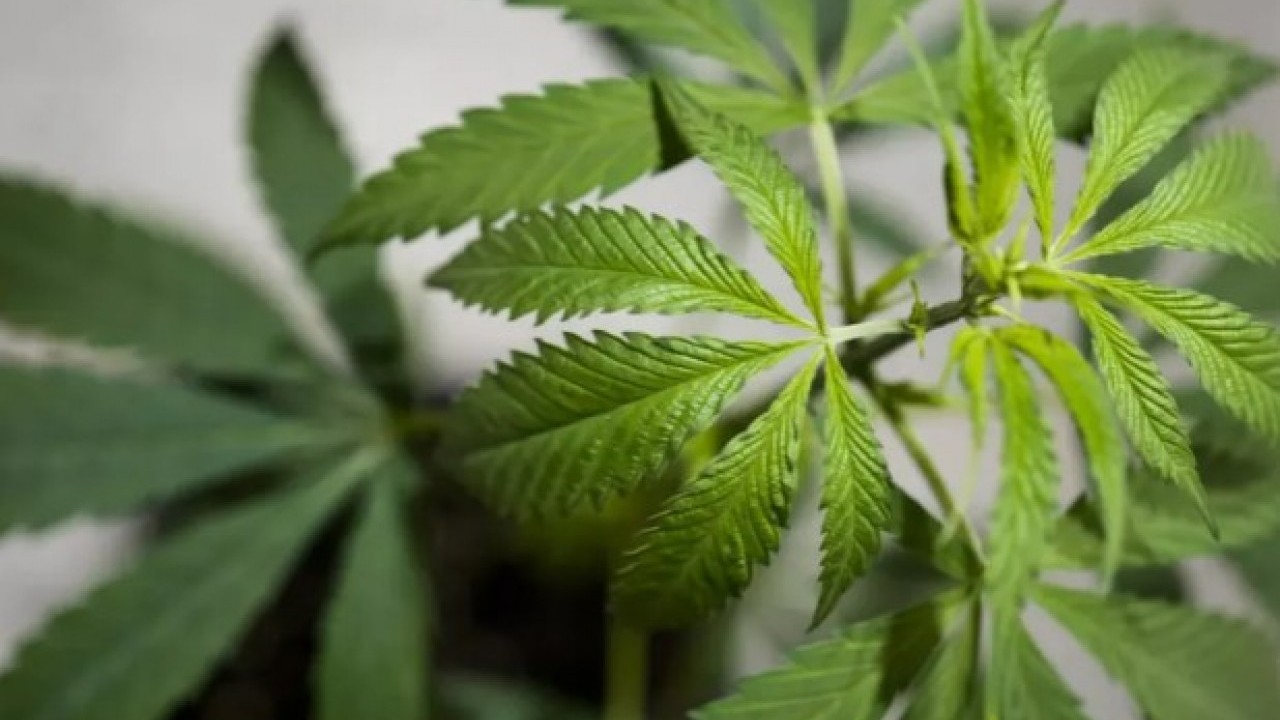 Foto - Eczanelerde kenevir satış dönemi başlıyor