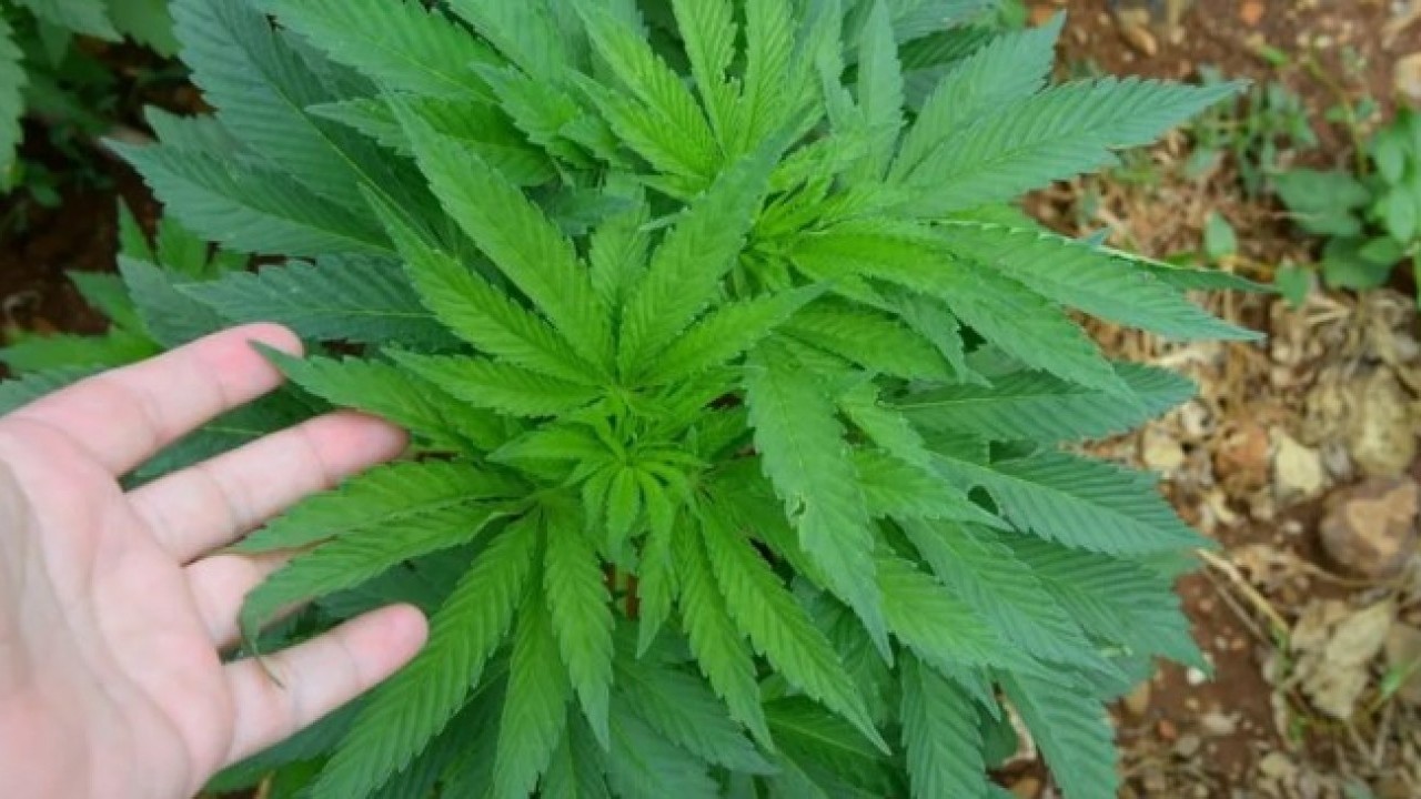 Foto - Eczanelerde kenevir satış dönemi başlıyor