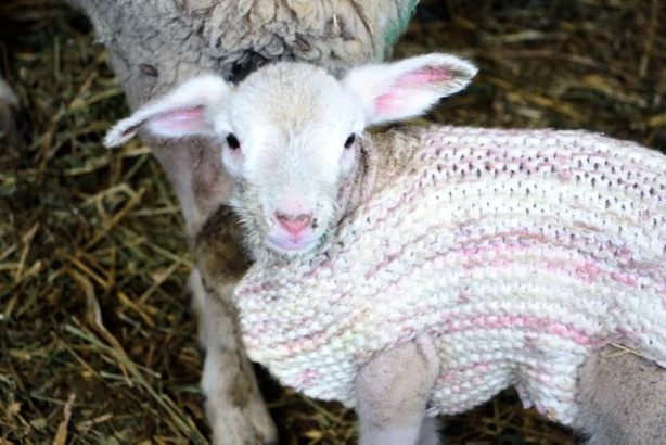 Foto - Edirne’de hava sıcakları düştü! Besici yeni doğan kuzularına kazak ördü!