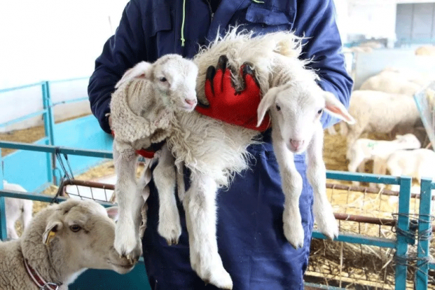 Foto - Edirne’de hava sıcakları düştü! Besici yeni doğan kuzularına kazak ördü!