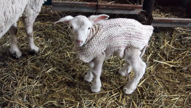 Edirne’de hava sıcakları düştü! Besici yeni doğan kuzularına kazak ördü!