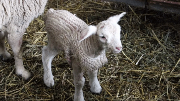 Foto - Edirne’de hava sıcakları düştü! Besici yeni doğan kuzularına kazak ördü!