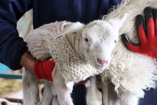 Foto - Edirne’de hava sıcakları düştü! Besici yeni doğan kuzularına kazak ördü!
