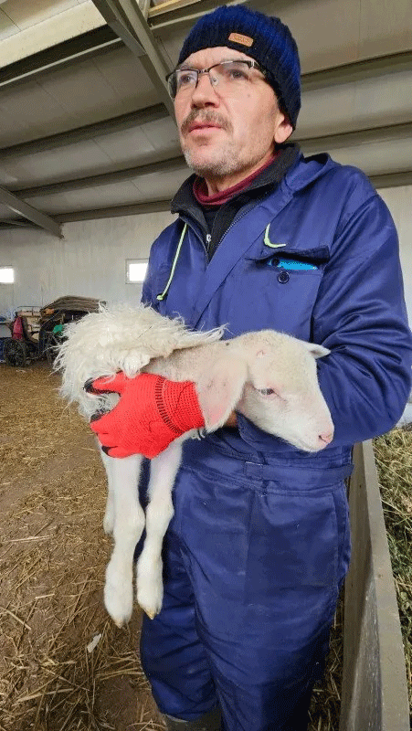 Foto - Edirne’de hava sıcakları düştü! Besici yeni doğan kuzularına kazak ördü!
