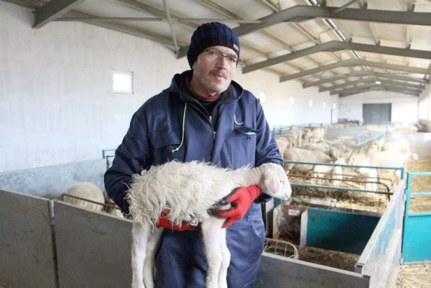 Foto - Edirne’de hava sıcakları düştü! Besici yeni doğan kuzularına kazak ördü!
