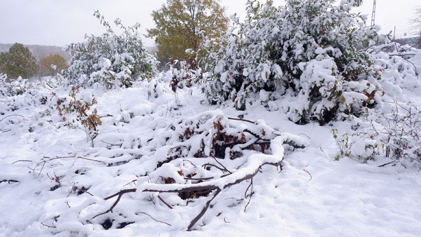 Foto - Edirne'de kartpostallık görüntüler! Çiftçilerin yüzü güldü!