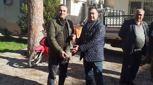 Foto - Efelerli üreticilere 5 bin 768 adet incir fidanı dağıtıldı