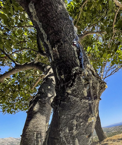 Foto - Ege Denizi’nin tarihi adası