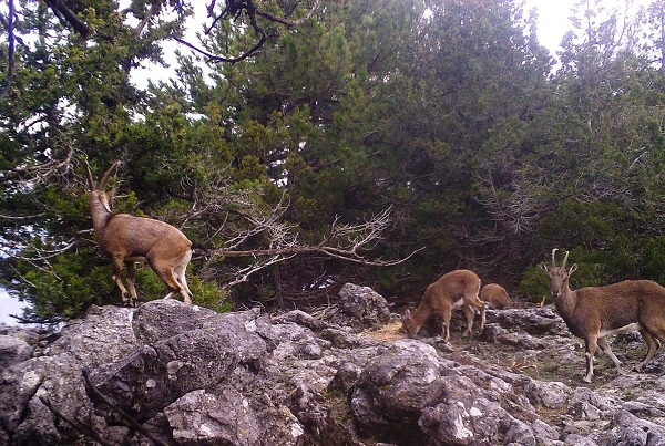 Foto - Ege'de Akdağ sevinci yaşanıyor