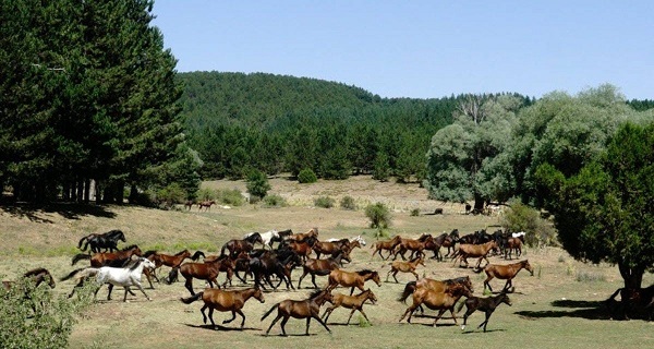 Foto - Ege'de Akdağ sevinci yaşanıyor