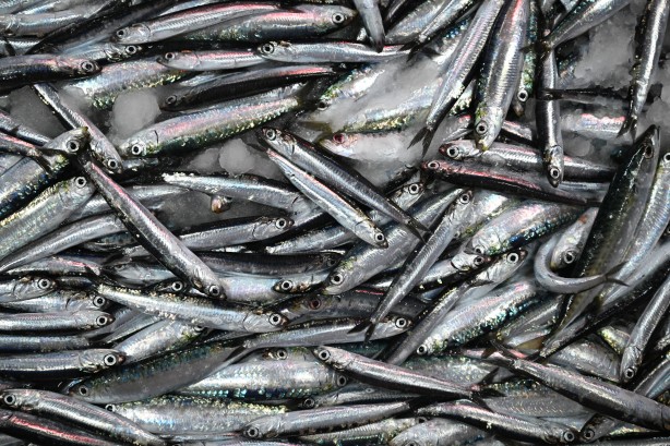 Foto - Egeli balıkçılar ilk avdan umutla döndü: 'Bereket versin' demesini bileceksin! İlk kez görüntülendi