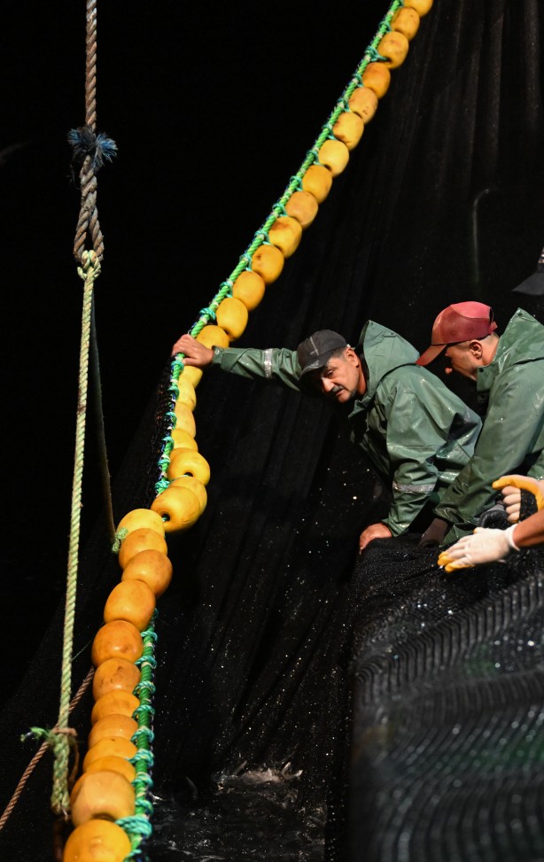 Foto - Egeli balıkçılar ilk avdan umutla döndü: 'Bereket versin' demesini bileceksin! İlk kez görüntülendi