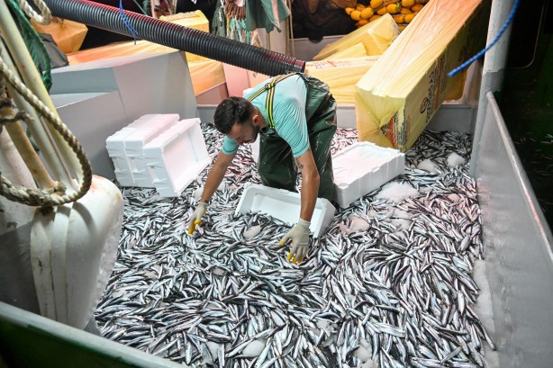 Foto - Egeli balıkçılar ilk avdan umutla döndü: 'Bereket versin' demesini bileceksin! İlk kez görüntülendi