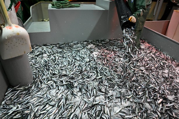 Foto - Egeli balıkçılar ilk avdan umutla döndü: 'Bereket versin' demesini bileceksin! İlk kez görüntülendi