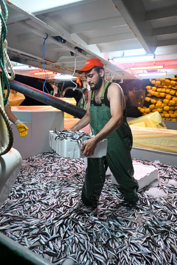 Foto - Egeli balıkçılar ilk avdan umutla döndü: 'Bereket versin' demesini bileceksin! İlk kez görüntülendi