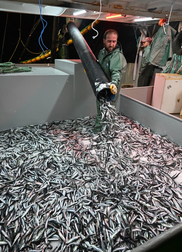 Foto - Egeli balıkçılar ilk avdan umutla döndü: 'Bereket versin' demesini bileceksin! İlk kez görüntülendi