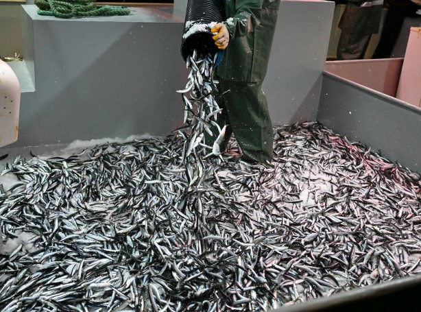 Foto - Egeli balıkçılar ilk avdan umutla döndü: 'Bereket versin' demesini bileceksin! İlk kez görüntülendi