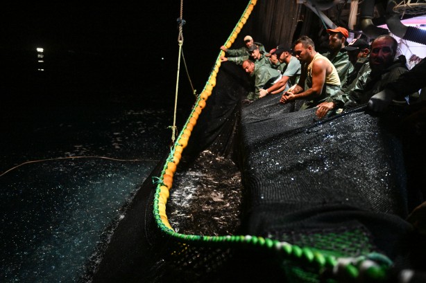 Foto - Egeli balıkçılar ilk avdan umutla döndü: 'Bereket versin' demesini bileceksin! İlk kez görüntülendi