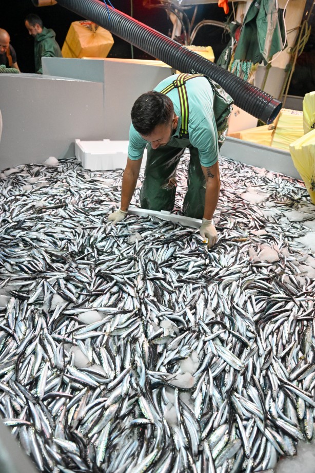 Foto - Egeli balıkçılar ilk avdan umutla döndü: 'Bereket versin' demesini bileceksin! İlk kez görüntülendi