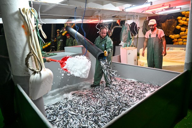 Foto - Egeli balıkçılar ilk avdan umutla döndü: 'Bereket versin' demesini bileceksin! İlk kez görüntülendi