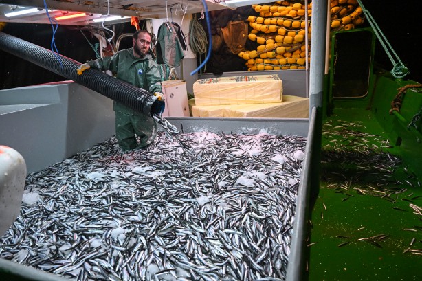 Foto - Egeli balıkçılar ilk avdan umutla döndü: 'Bereket versin' demesini bileceksin! İlk kez görüntülendi