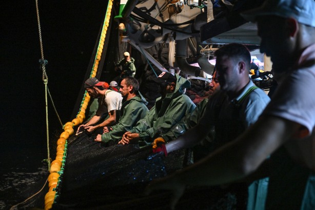 Foto - Egeli balıkçılar ilk avdan umutla döndü: 'Bereket versin' demesini bileceksin! İlk kez görüntülendi