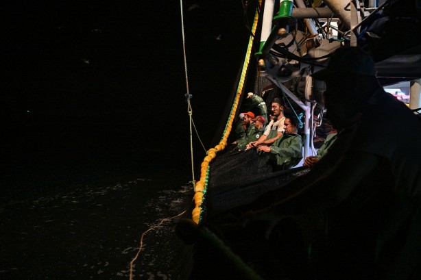 Foto - Egeli balıkçılar ilk avdan umutla döndü: 'Bereket versin' demesini bileceksin! İlk kez görüntülendi