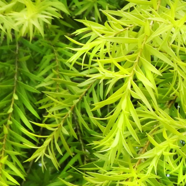 Foto - Eğer 1 haftayı geçerse… Saçlarında bu sorunu olanları ilgilendiren haber