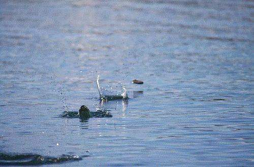 Foto - Eğer astronotlar özel kıyafet giymezlerse...