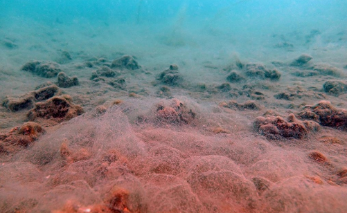 Foto - Eğer bu yapılırsa! Karadeniz’de büyük kazanç