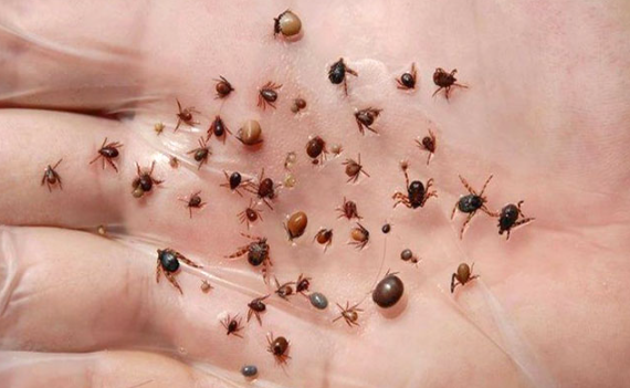 Foto - Eğer sizi ısırırsa mutlaka bunları yapın! Yoksa…