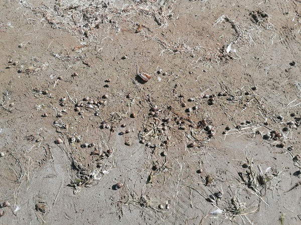 Foto - Eğirdir Gölü'nde tehlike çanları! 18 günde 18 santimetre azaldı