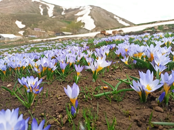 Foto - Eğrigöl’de doğa harikası görüntüler