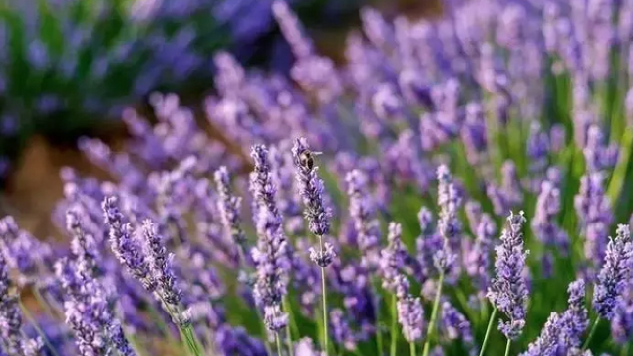 Foto - Egzama, sedef ve mantarın kökünü kazıyor! Tam bir şifa deposu: Siz denemediniz mi?