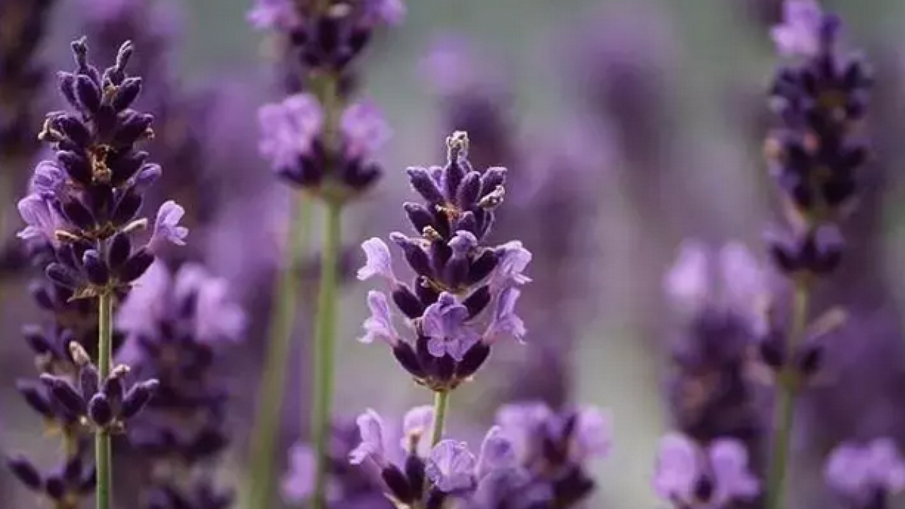 Egzama, sedef ve mantarın kökünü kazıyor! Tam bir şifa deposu: Siz denemediniz mi?