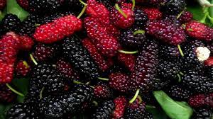 Foto - Egzamadan kurtaran en iyi doğal tedavi: olumlu tepki gösterdi! Beklemeyelim biz yapalım, yapan şifa kazanacak 