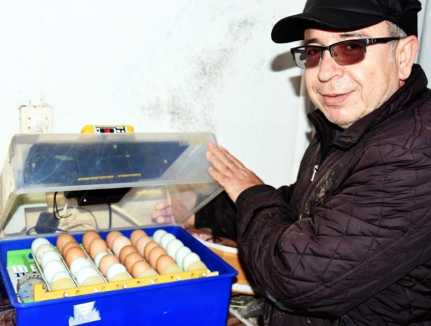 Foto - Ejderha tavuğu yetiştirmeyi başardılar!