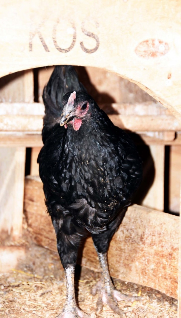 Foto - Ejderha tavuğu yetiştirmeyi başardılar!