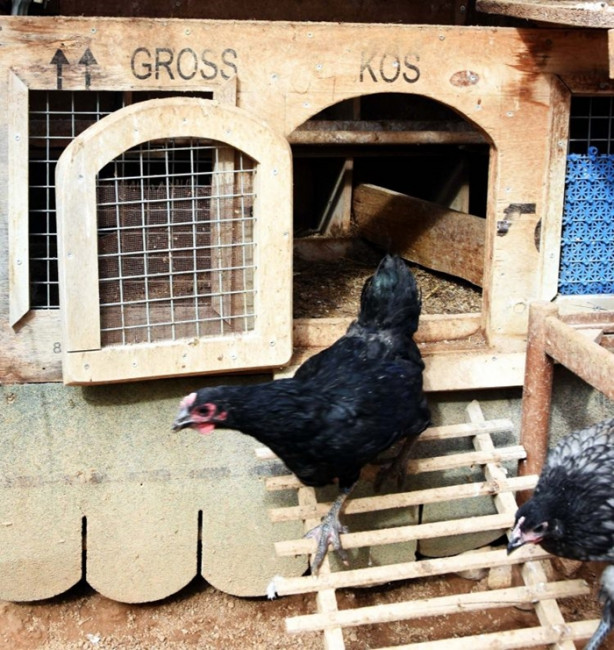 Foto - Ejderha tavuğu yetiştirmeyi başardılar!