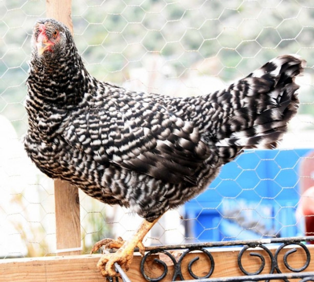 Foto - Ejderha tavuğu yetiştirmeyi başardılar!