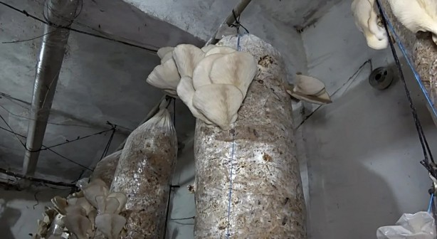 Foto - Ek gelir için başlamıştı! Bir odadan aylık 15 bin lira kazanıyor