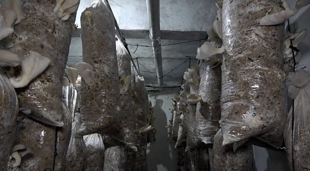 Foto - Ek gelir için başlamıştı! Bir odadan aylık 15 bin lira kazanıyor