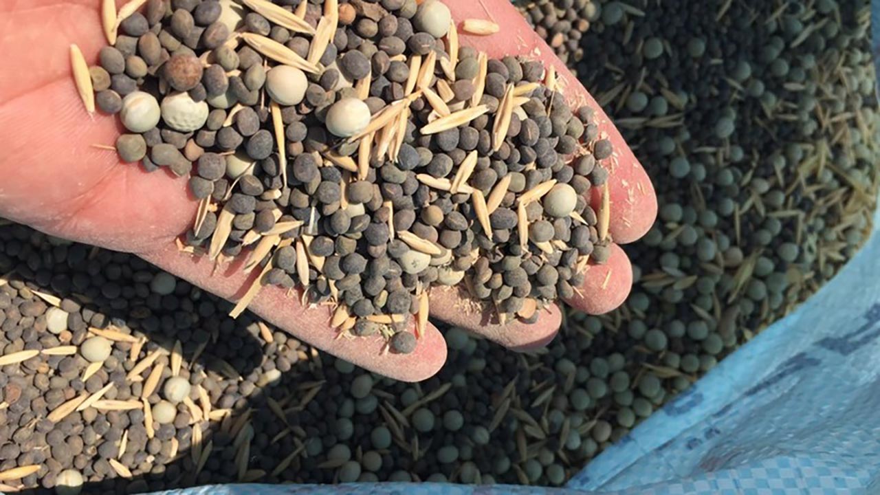 Foto - Eken köşeyi dönüyor! Bu otlar çiftçinin yeni gözdesi oldu