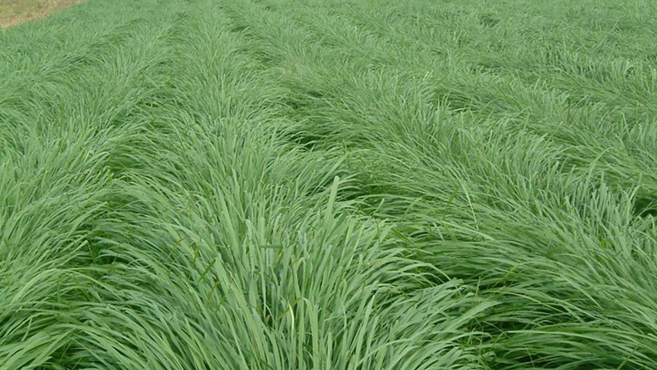 Eken köşeyi dönüyor! Bu otlar çiftçinin yeni gözdesi oldu