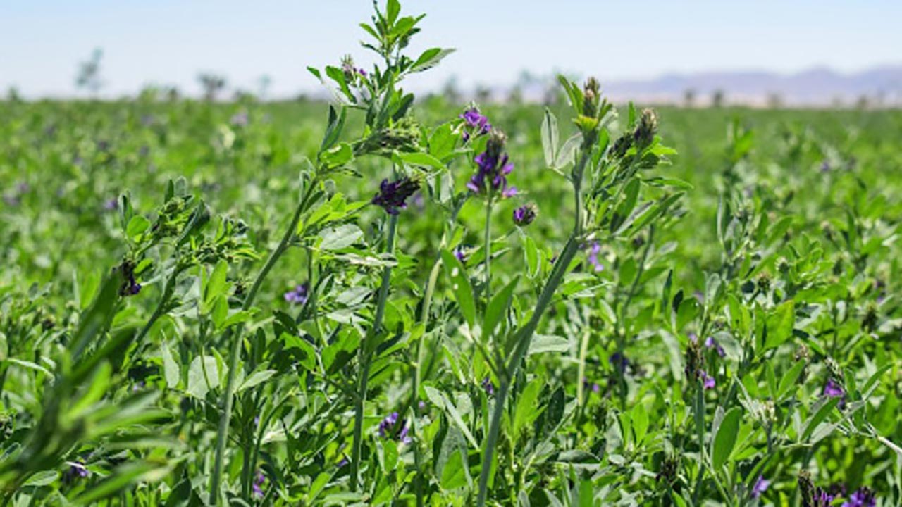 Foto - Eken köşeyi dönüyor! Bu otlar çiftçinin yeni gözdesi oldu