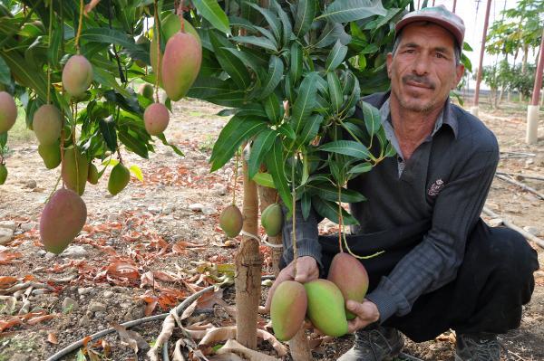 Foto - Ekeni zengin ediyor! Bahçede 40, markette 80 liradan satılıyor