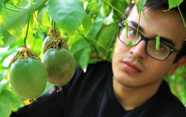 Foto - Ekeni resmen zengin ediyor! Bir dönüm araziden 200 bin TL kazanıyor