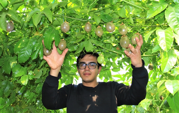 Foto - Ekeni resmen zengin ediyor! Bir dönüm araziden 200 bin TL kazanıyor