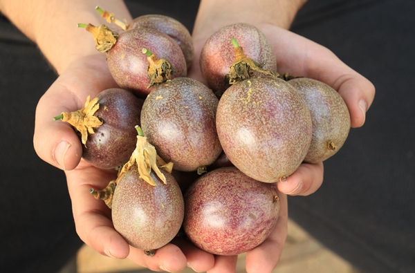 Foto - Ekeni resmen zengin ediyor! Bir dönüm araziden 200 bin TL kazanıyor