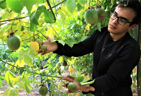 Foto - Ekeni resmen zengin ediyor! Bir dönüm araziden 200 bin TL kazanıyor